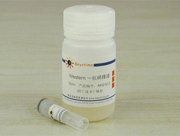 Phospho-HER2/ErbB2(Tyr1221/1222)抗体(兔单抗)